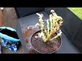 Download Lagu How to Bring Geraniums Out from Winter Storage