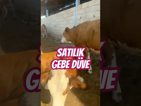 İletişim 05546448826 yer gaziantep