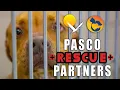 Meet Our Pasco County Animal Services Rescue Partners
