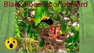 Download Black-hooded oriole feeding babies. | Yellow Bird | Part 1 MP3