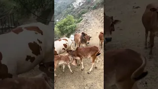 ماشاء الله تبارك الله  ماشاء الله تبارك الله