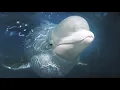 Baby Beluga by Raffi