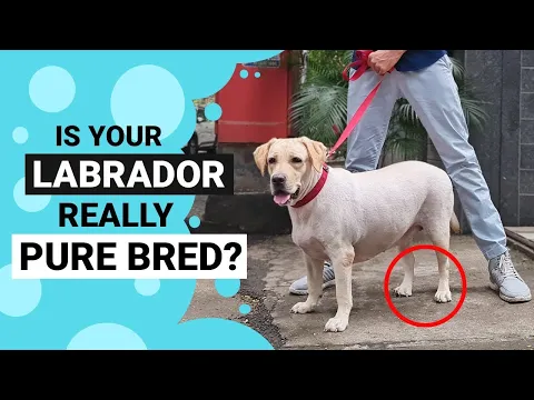 Download MP3 How to Identify a Pure Bred Labrador?