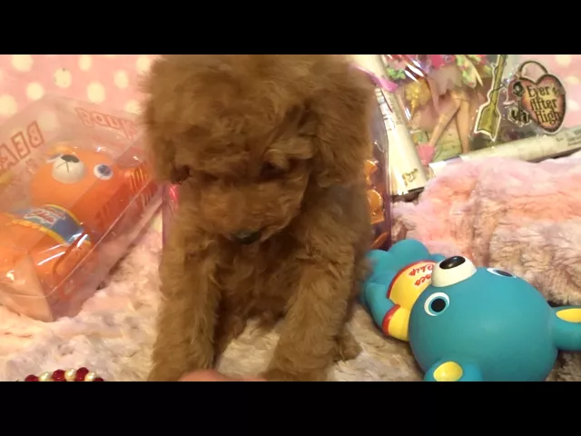 動画