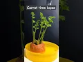 Carrot top growing greens for 18 days #timelapse