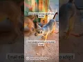 Yuma wants to hang out with you for life Email mike caaronline org to adoot Yuma