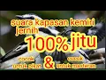 Download Lagu suara kapasan kemiri cocok utuk pikat dan masteran#kapasan