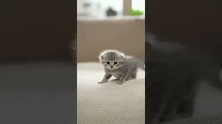 Wobbly Kitten Exploring The World You Ll Melt Instantly 
