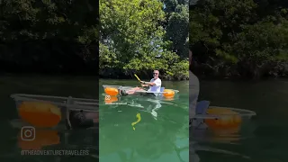 Adventure #54 of 57 with SD Adventures – paddling a see through kayak in Harbor Island