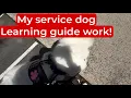 My service dog is learning guide to work Training session curb yellow bumps