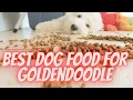 Best Dog Food for GoldenDoodle