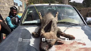 اليمن أصل العروبة والرجولة مراهق يمني يصطاد ضبع ويضعة فوق سيارتة كزينة 