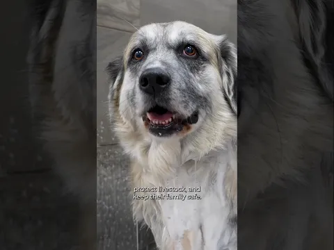 Livestock Guarding Dog Spa Experience