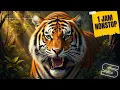 Lagu Suara Harimau - Sound Gratis | 1 JAM NONSTOP