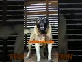 Download Lagu Kangal hondenliefhebber #viralvideo #grappig #viralreels #dieren #dogi9