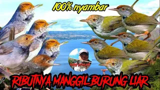 Download suara pikat prenjak kepala merah atau atas dan prenjak lumut atau bawah andalan pemikat a22 MP3