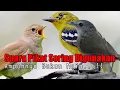 Download Lagu Suara Pikat.!! Burung Cipoh. Pelanduk Semak. Sikatan Londo. Ampuh..