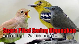 suara pikat burung cipoh pelanduk semak sikatan londo ampuh 