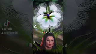 اغاني ورده الجزائريه وبعد ماحبيناهم وبعد ماهنيناهم اكسبلور 