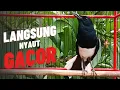 Lagu Terapi Pagi Kacer Ngeplong Buat Pancingan Kacer APASAJA Agar Cepat Gacor