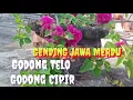 Download Lagu Godong Telo Godong Cipir Enak didengarkan  @suradiputrojawi1