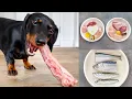 Dachshunds on a raw food diet