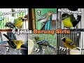 Download Lagu 6 jenis Sirtu di dunia perkicauan
