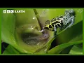 Incredible Poison Arrow Frog Raises Tadpoles in Treetops Life in Cold Blood BBC Earth