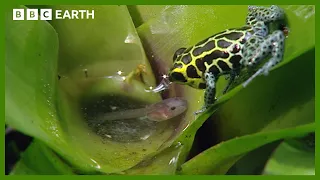 Incredible Poison Arrow Frog Raises Tadpoles in Treetops Life in Cold Blood BBC Earth
