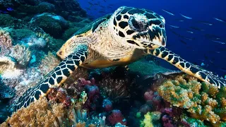 Hawksbill Turtle A Critically Endangered Marvel of the Sea
