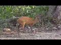 Download Lagu Muntjac indien (Muntiacus vaginalis) Northern Red Muntjac