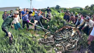Brave Hunter Catches 100 Dragon Snakes With His Bare Hands