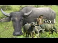 Kawanan Kerbau | Suara Kerbau | Animal Sound