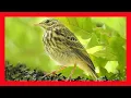 Download Lagu Tree Pipit Song! Tree Pipit Call! Tree Pipit Sound! - Bisbita Arbóreo Canto - Anthus Trivialis