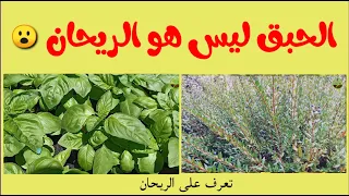 هل الحبق هو الريحان  تعرف على شجرة الريحان دندنها