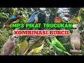 Download Lagu MP3 Pikat TRUCUKAN  Kombinasi Burcil Ribut Sangat Ampuh Buat Pikat Burung
