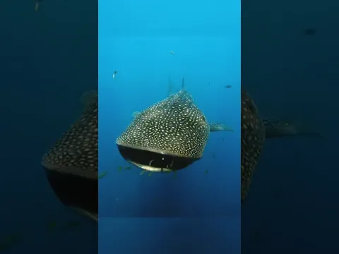 This Fish Looks Like It Can Drink the Entire Ocean! 🌊🐟😱
