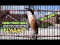 burung cendet gacor NARUNG FULL EMOSI untuk PANCINGAN CENDET AGAR BUNYI, jadikan BURUNG PENTET GACOR