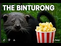 This Animal Smells Like Popcorn Meet the Bingturong