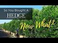 So You Bought A Hedge Now What - An Easy Care Guide For Hedge Material