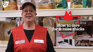 How to Care For Raise Baby Chicks Tractor Supply Co