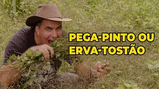 PEGA PINTO: CURE A SUA INFLAMAÇÃO COM ESSA PLANTA PANC - Sítio Panc
