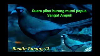 suara pikat burung murai papua sangat ampuh
