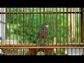 Download Lagu Suara Pikat Burung Ciblek Gunung (CIGUN) Gacor