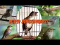 Lagu Burung-Burung yang sering dianggap Jongkangan/mirip Jongkangan