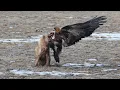 Download Lagu Быстрый, дерзкий, как пуля резкий - БЕРКУТ В ДЕЛЕ! Орел, который сносит лис, волков и даже оленей!
