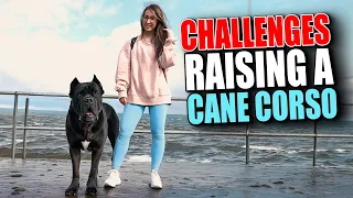 Challanges Raising a Cane Corso - Are you Ready? (Watch This First)