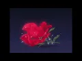 Download Lagu ﾉ ﾉ bruno mars - when i was your man ( slowed + reverb ) ﾉ ﾉ