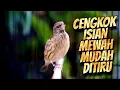 Lagu CENGKOK MEWAH MUDAH DITIRU BANYAK DICARI - MASTERAN BLACKTHROAT GACOR SUARA JERNIH PANJANG