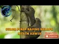 AMPUH SUARA PIKAT BAJING KELAPA MUSIM KAWIN